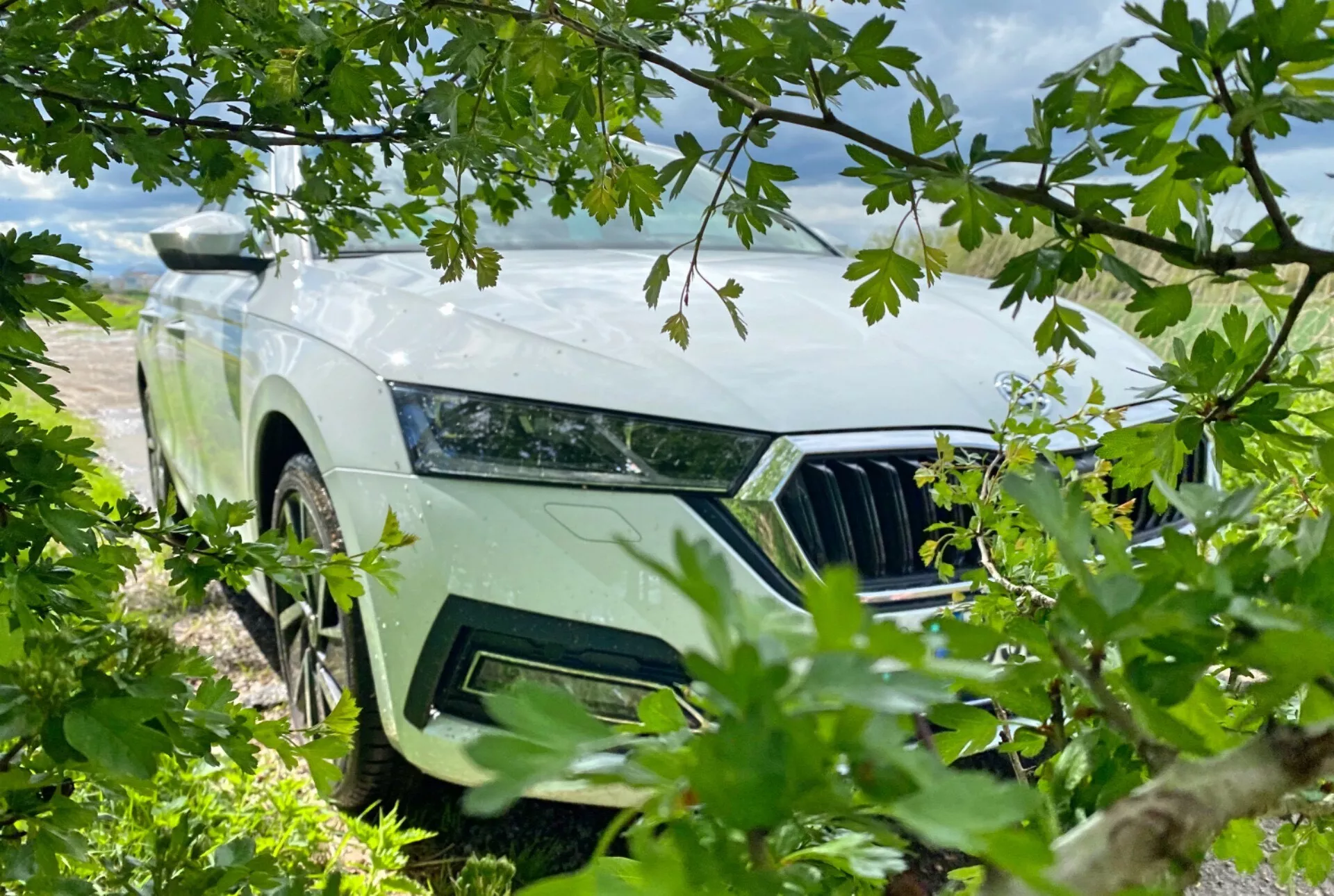 Záber z nízkeho uhla zameraný na prednú ľavú stranu Škoda Octavia Limousine 2020, čiastočne zakrytú listami. Na obrázku je vidieť elegantný ľavý svetlomet, prednú mriežku so zvislými lamelami a koleso zo zliatiny s moderným vzorom. Prirodzený rám s listami a konármi naznačuje vonkajšiu alebo prírodnú tému, pričom svetlá farba auta kontrastuje so zeleňou a čiastočne zamračenou oblohou.